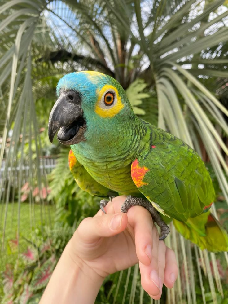 Amazon Parrot